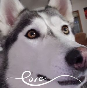 Meet your Posher, Dorothy lynn